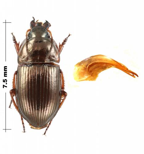 Amara nitida